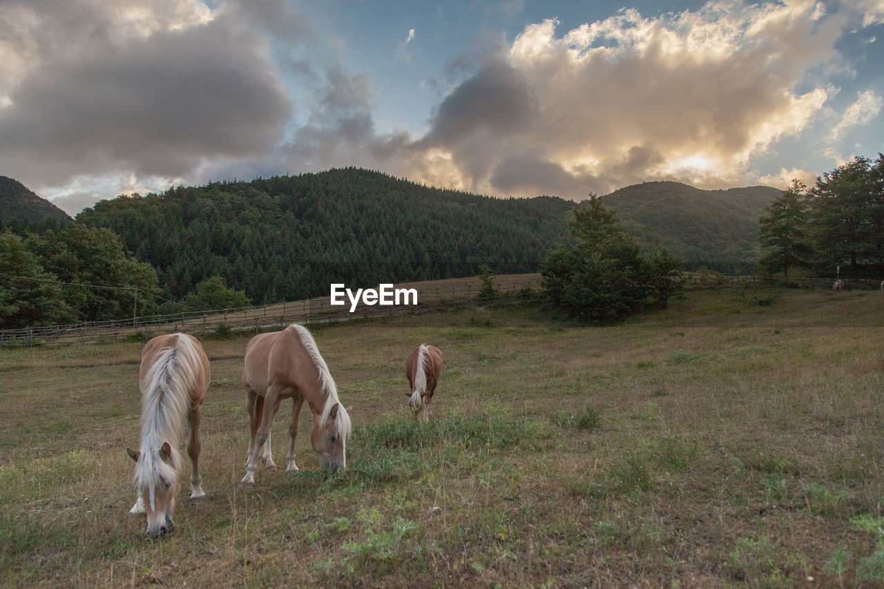 Horses grazing on field against sky