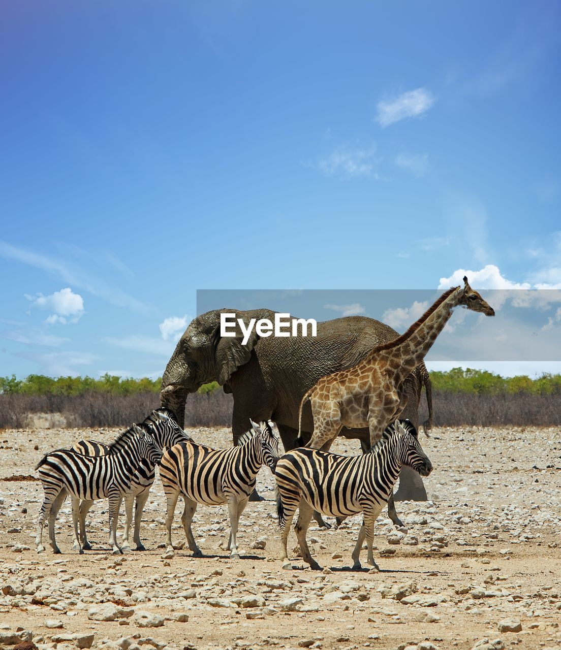 Zebra, elephant and giraffe standing on field against sky