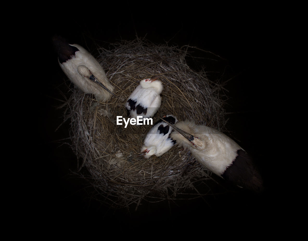 Directly above shot of white stork birds in nest at night
