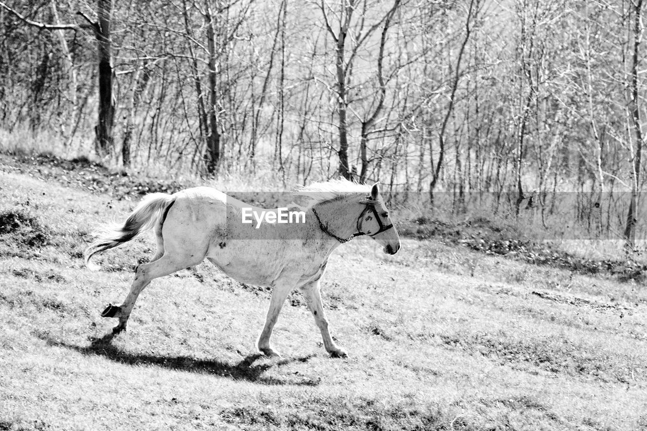 Horse running on grass