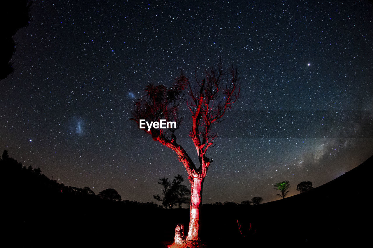 Red light on bare tree against star field