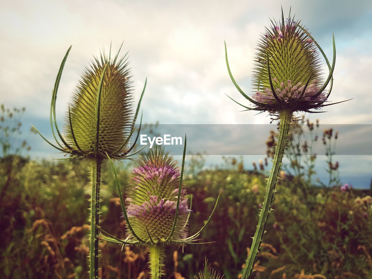 Close-up of thistle plant on field against sky