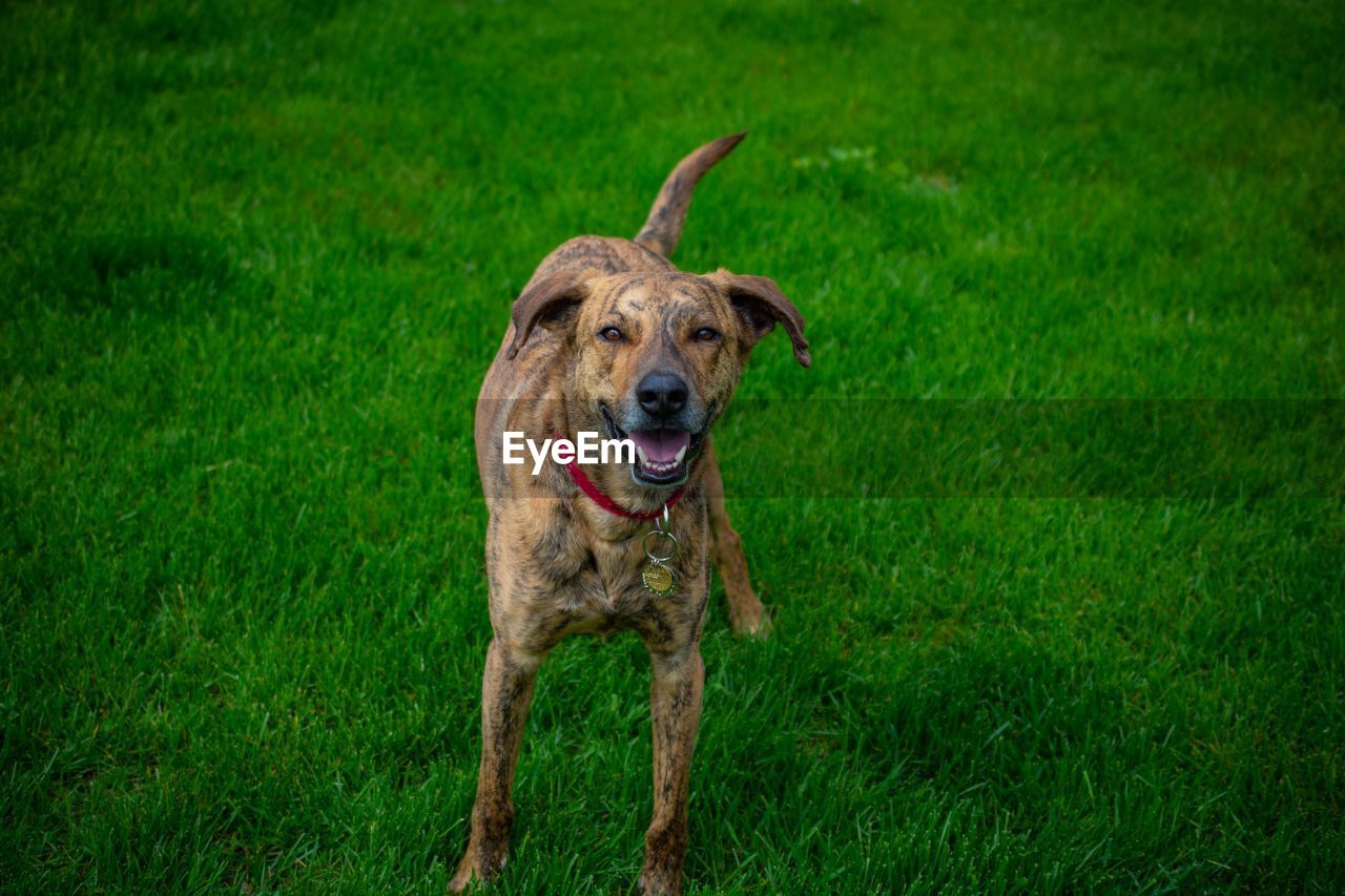 Portrait of dog running on grass