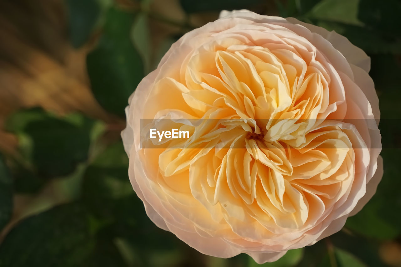 Aerial close-up of orange rose flower by natural light