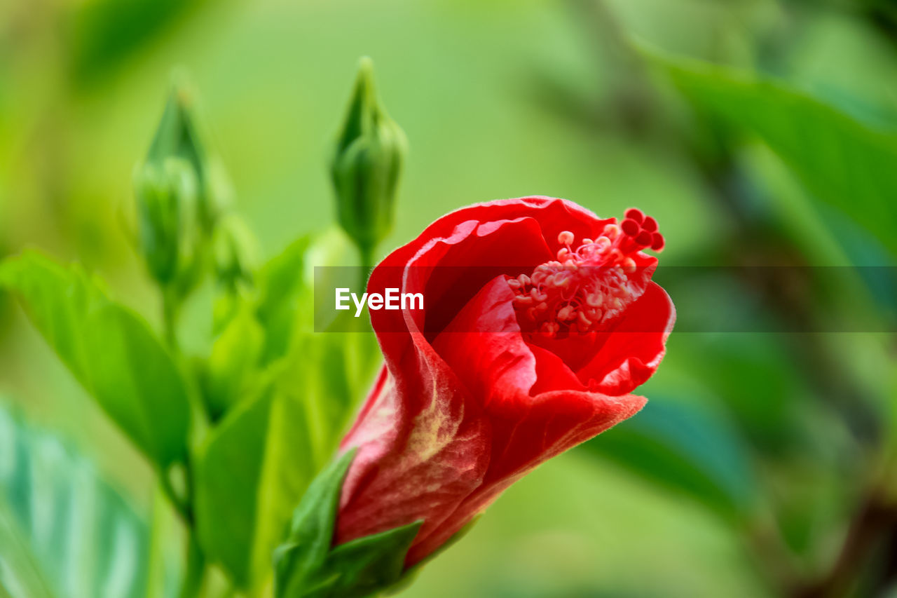 Close-up of red rose