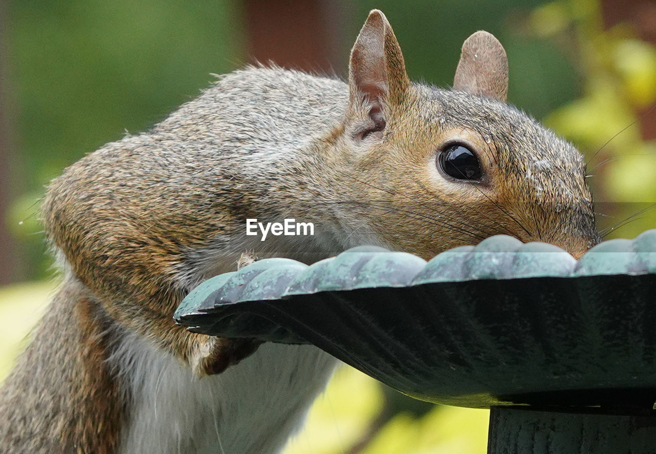 CLOSE-UP OF A SQUIRREL