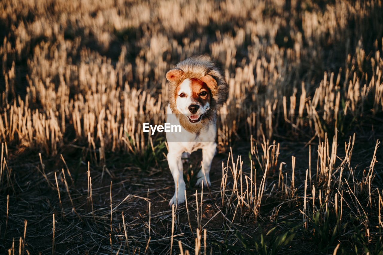 Portrait of dog on land