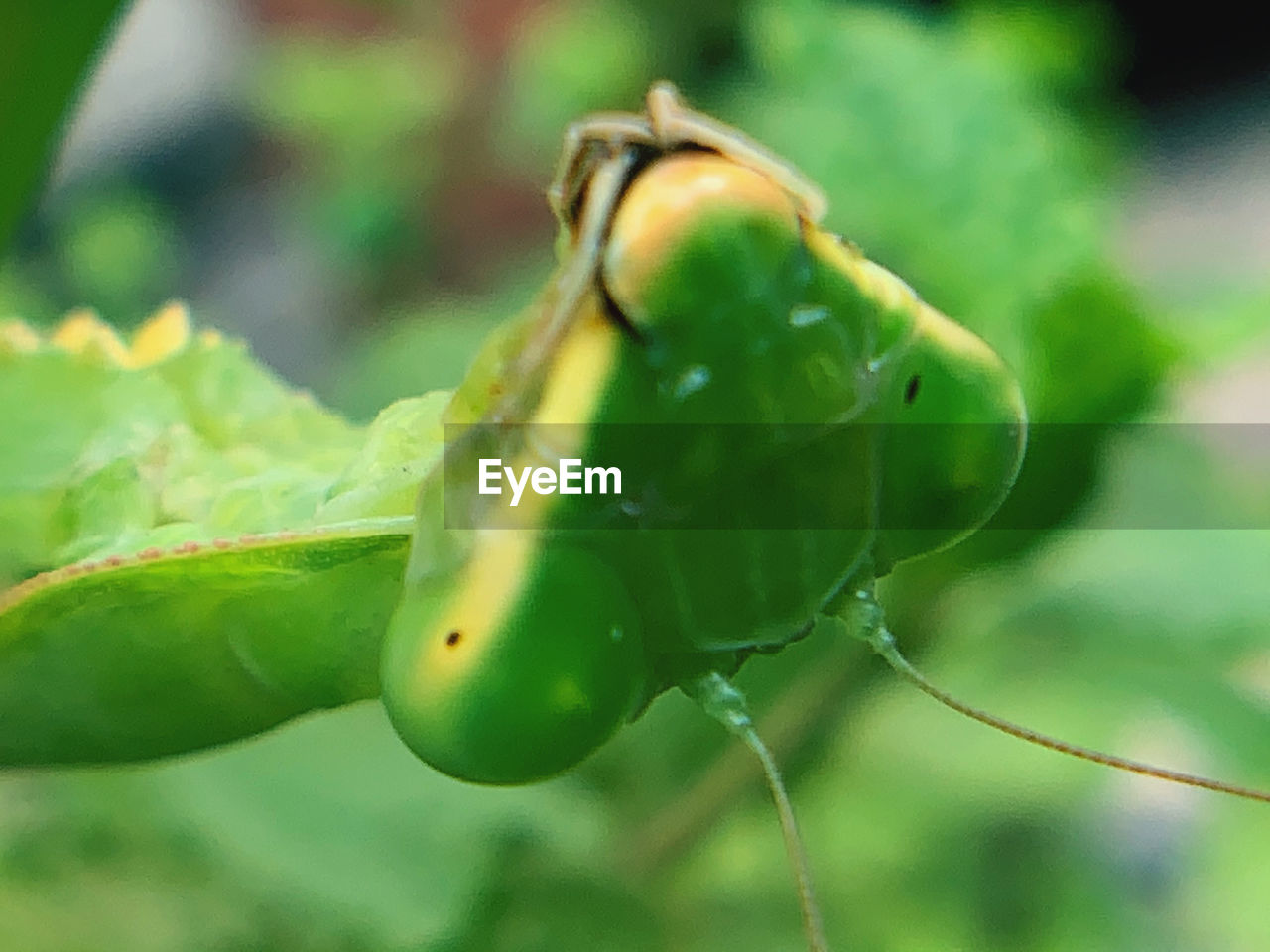 green, close-up, animal themes, animal, macro photography, one animal, insect, animal wildlife, plant, nature, plant part, no people, leaf, flower, focus on foreground, wildlife, beetle, food and drink, food, plant stem, healthy eating, day, outdoors, selective focus, fruit, freshness