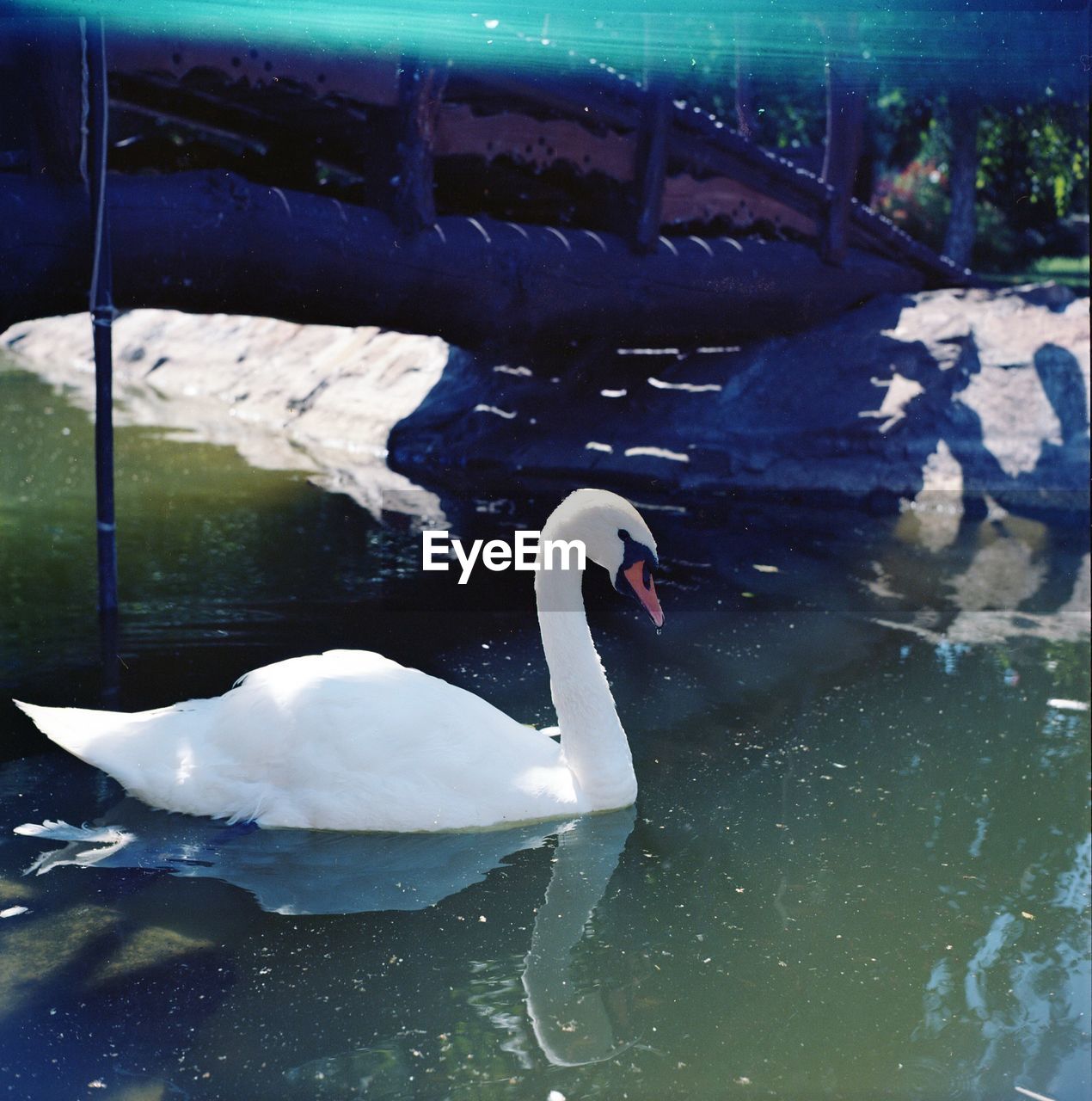 SWAN IN WATER