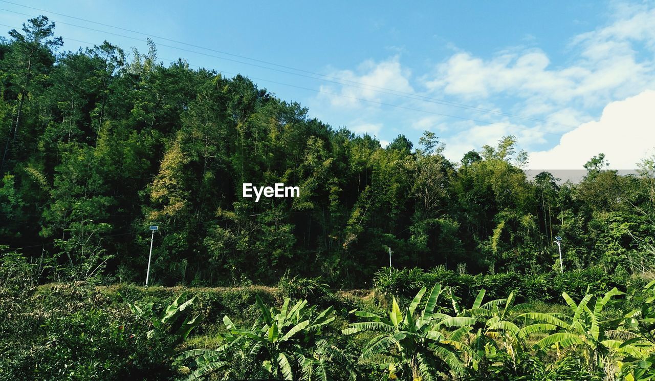 PLANTS AND TREES IN FOREST