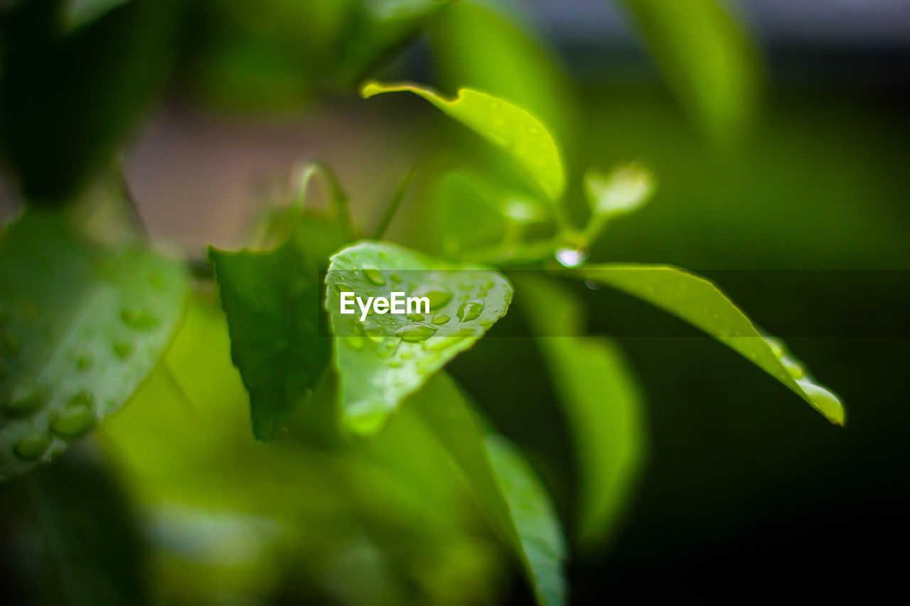 CLOSE-UP OF WATER DROPS ON LEAVES