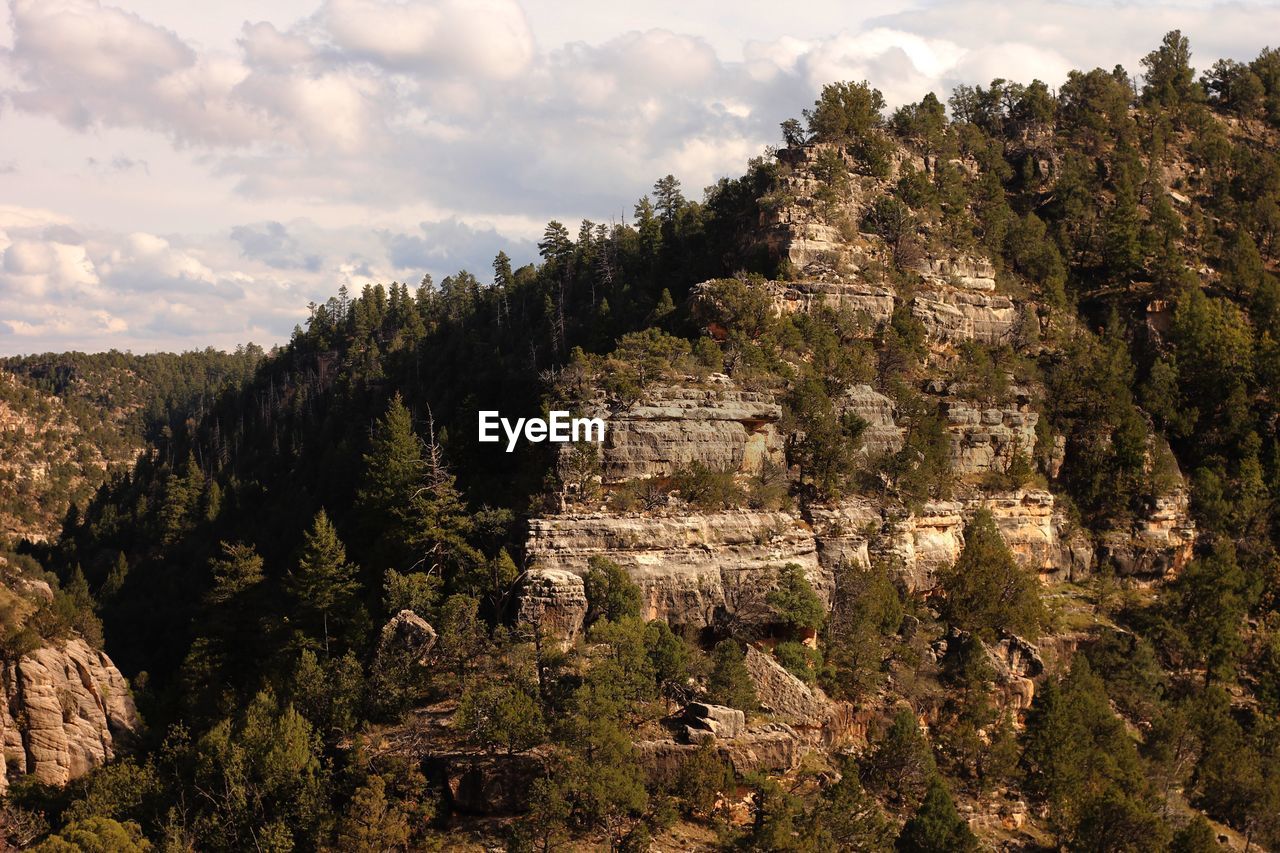 Trees growing on rock against sky