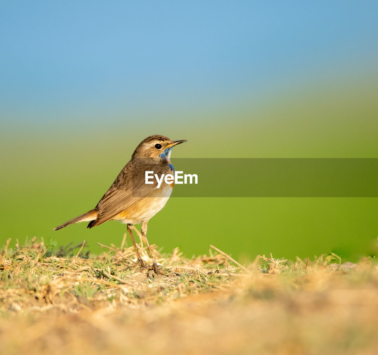 close-up of bird perching on tree