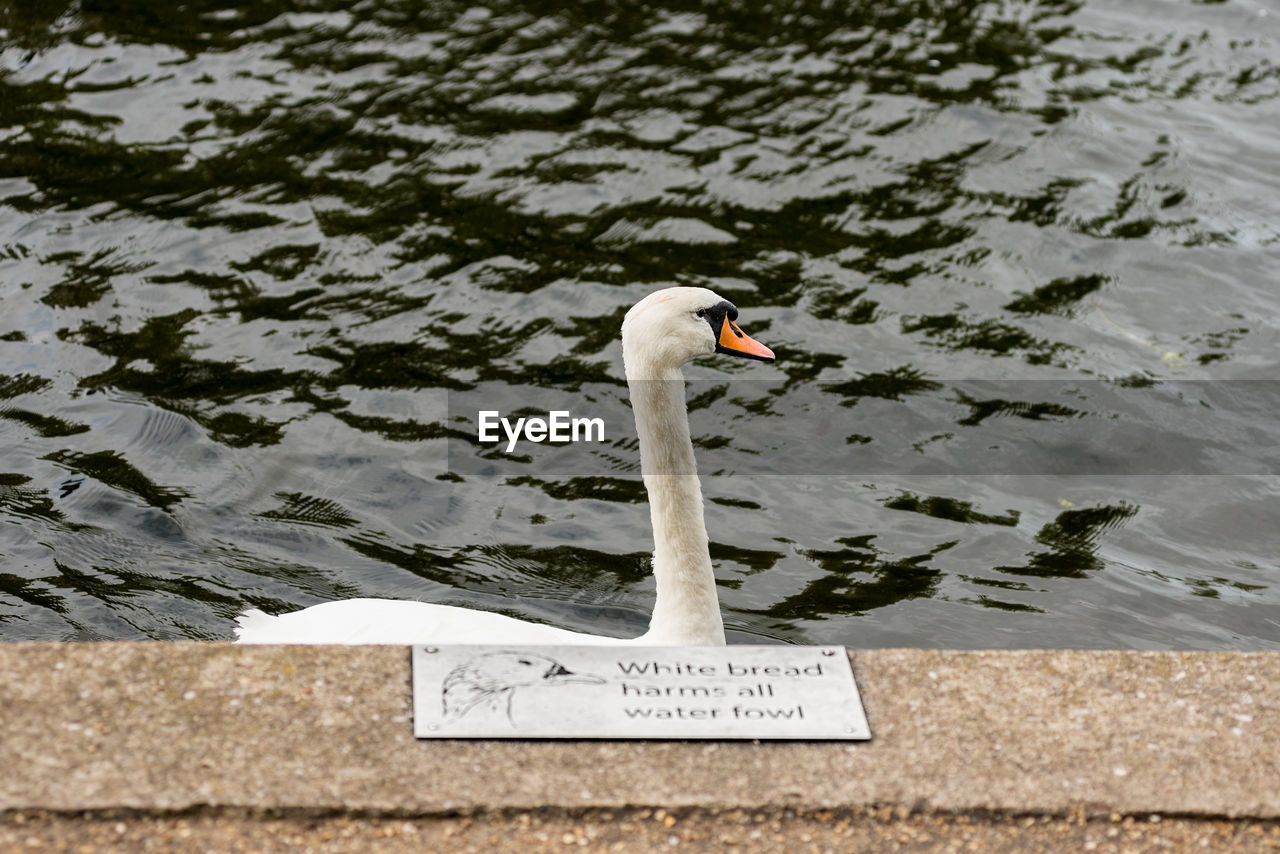 Swan swimming on pond