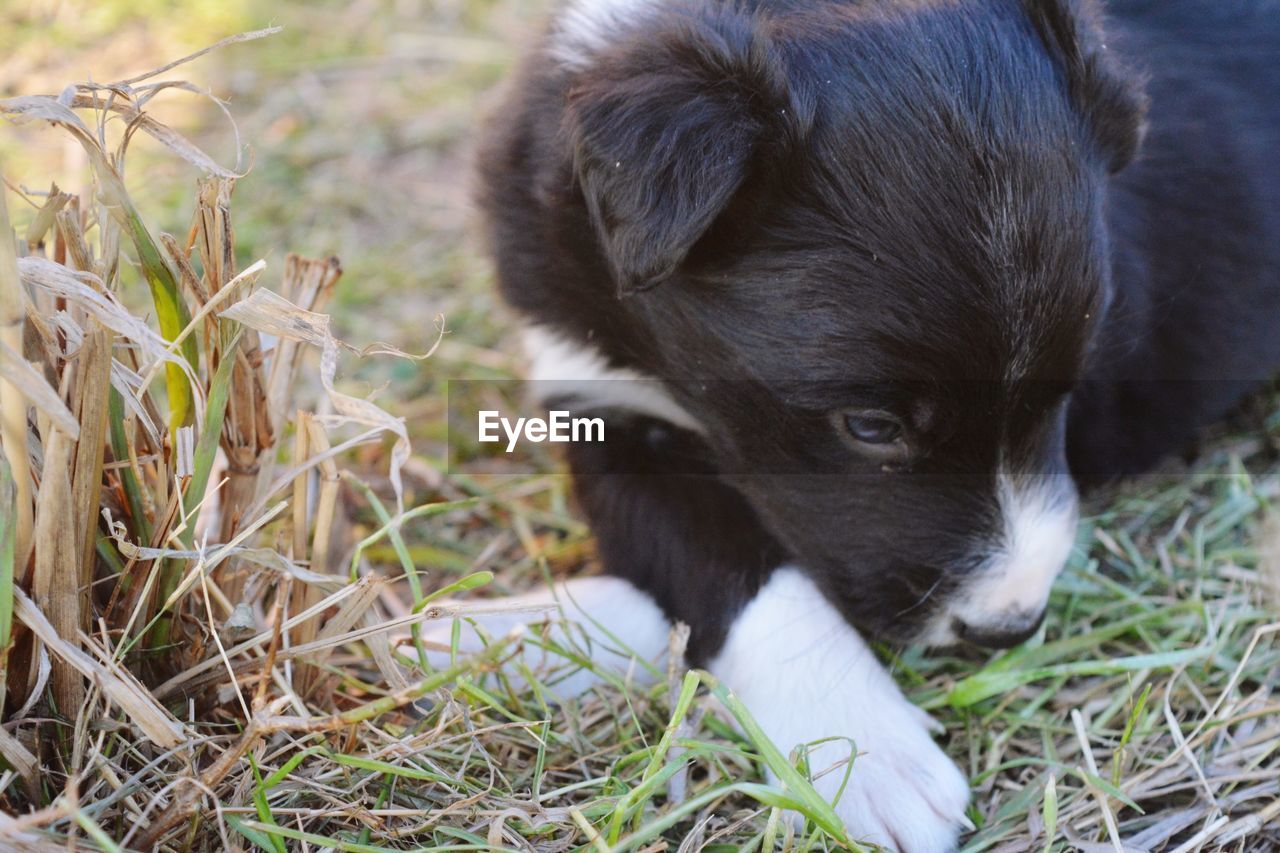 DOG LOOKING AWAY ON FIELD