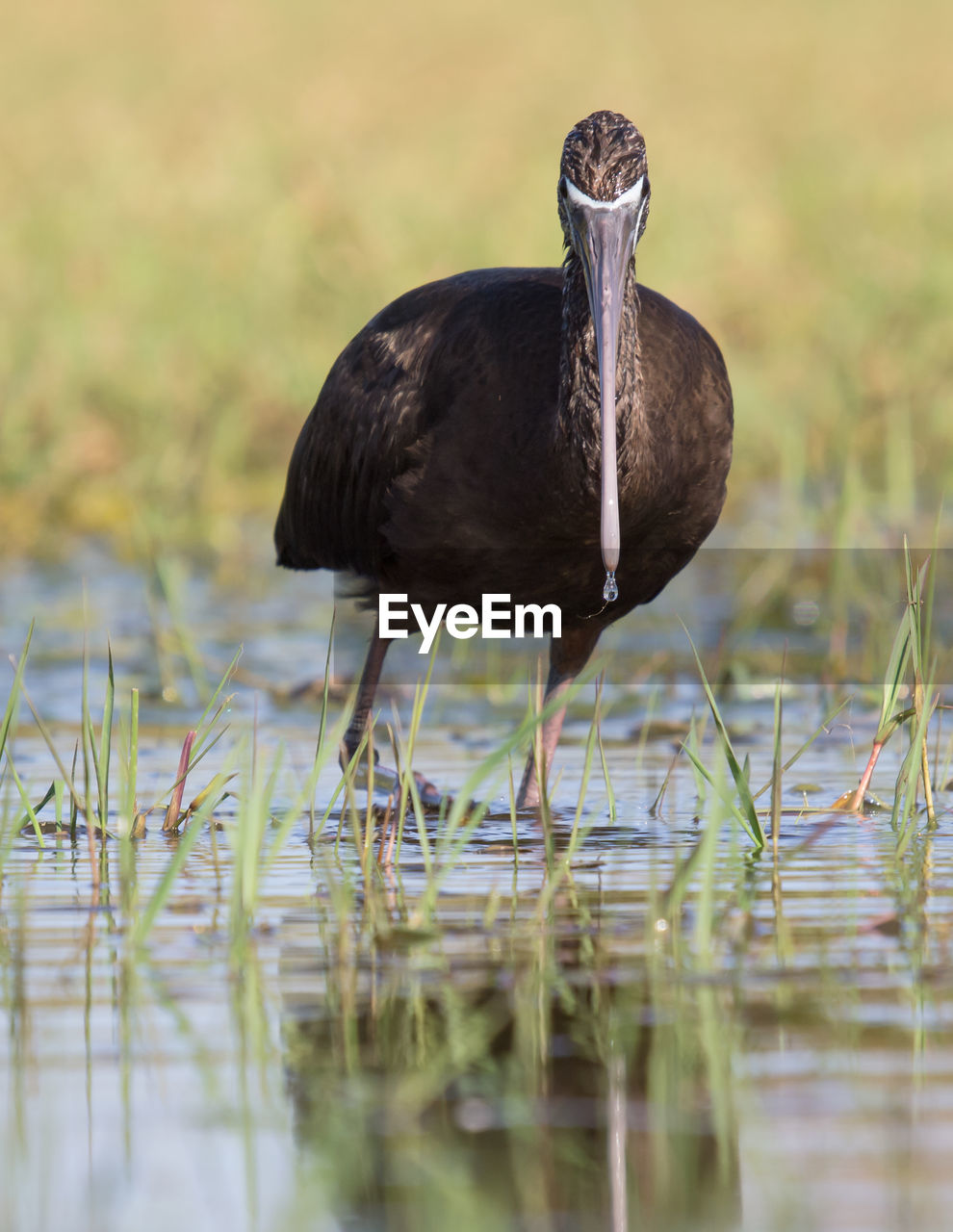 CLOSE-UP OF DUCK IN A LAKE