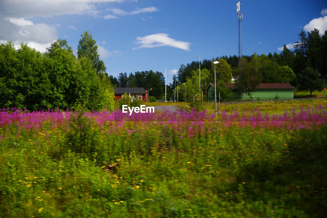 FLOWERS GROWING IN FIELD