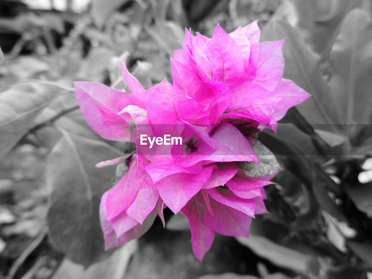 CLOSE-UP OF PINK FLOWERS BLOOMING