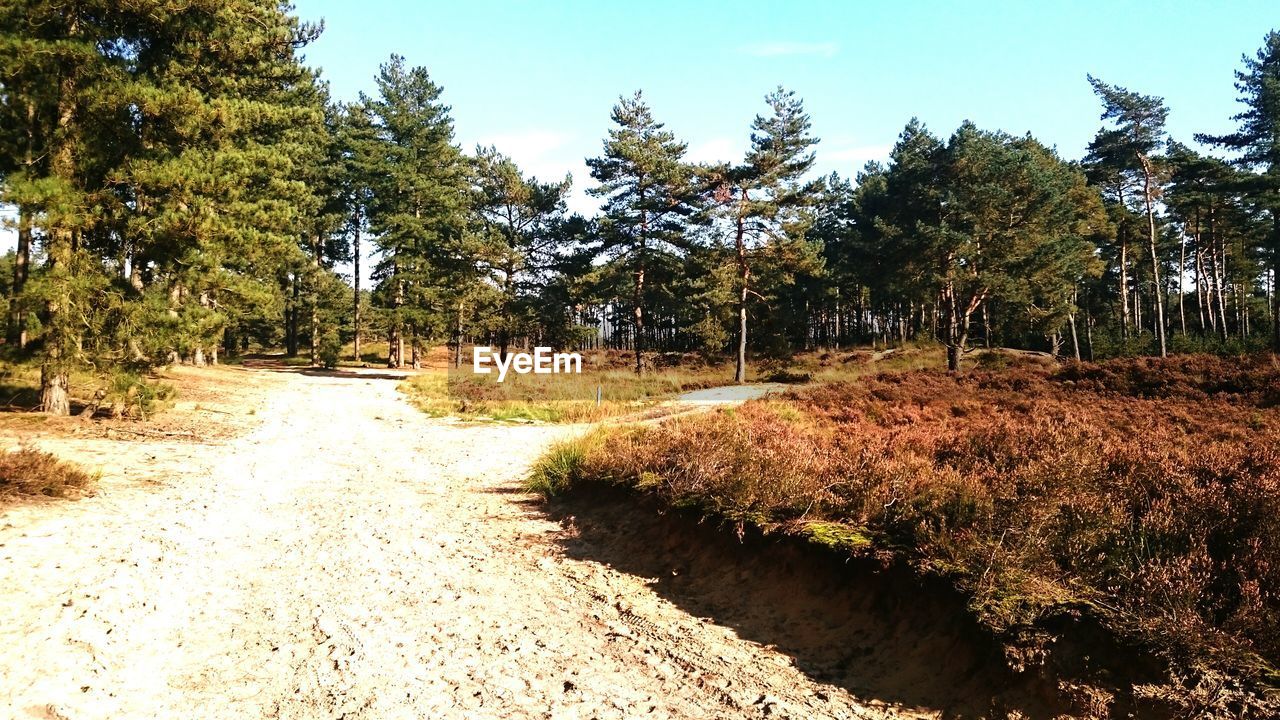 Trees growing on field against sky