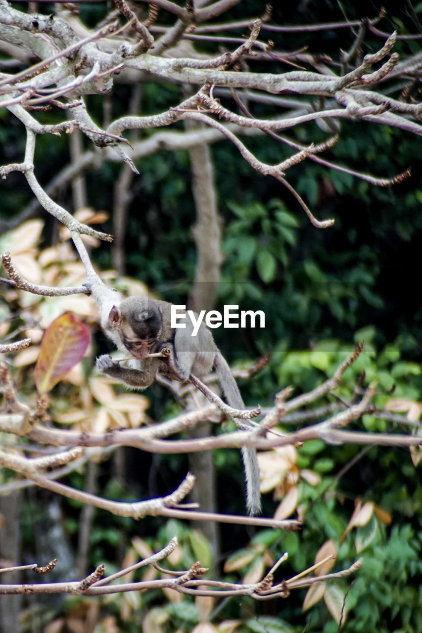 CLOSE-UP OF SQUIRREL ON TREE