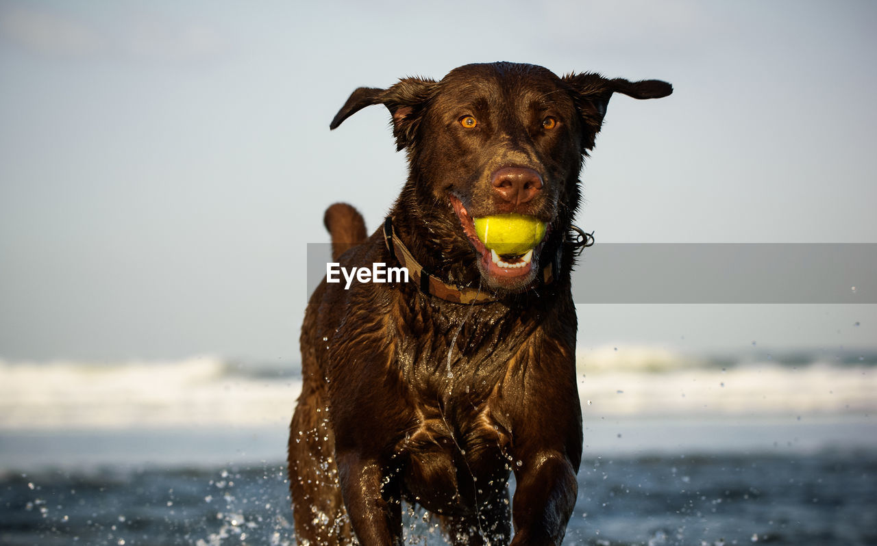 Chocolate labrador with tennis ball running at beach against sky