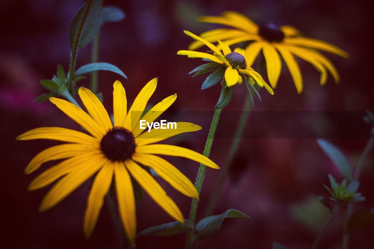 Close-up of yellow flower blooming outdoors