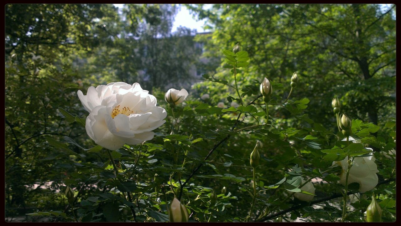 Blooming rose and buds in the garden