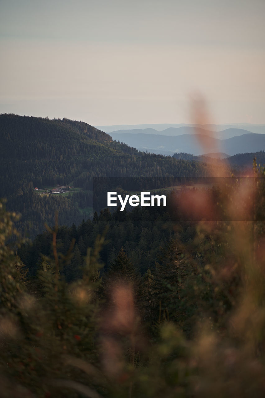 SCENIC VIEW OF TREES ON LANDSCAPE AGAINST SKY