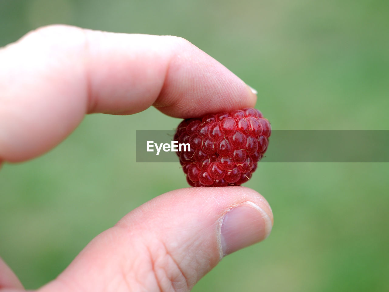 Cropped image of person holding raspberry