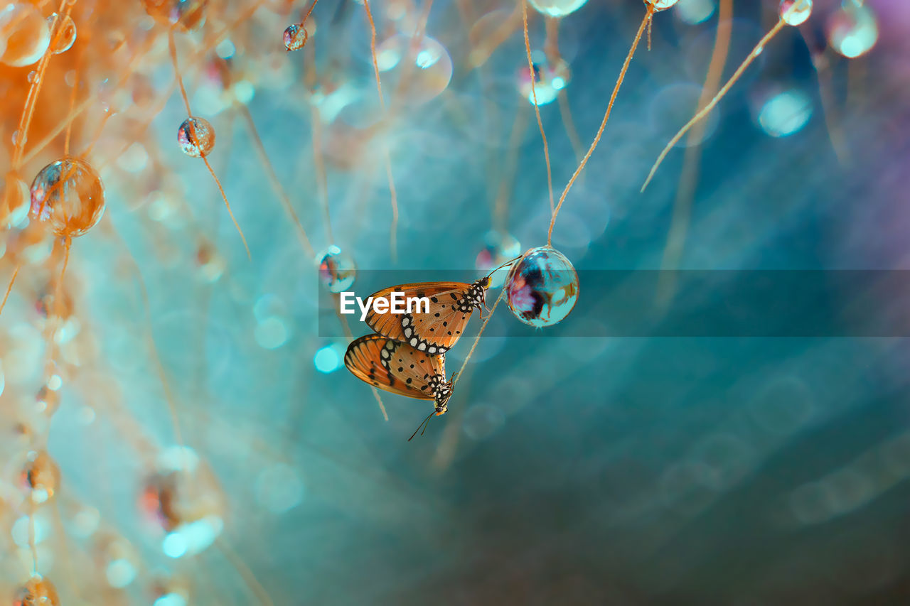 Close-up of butterfly perching on leaf