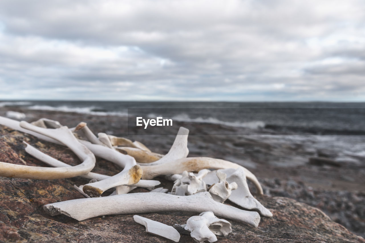 Close-up of animal bone on rock at beach