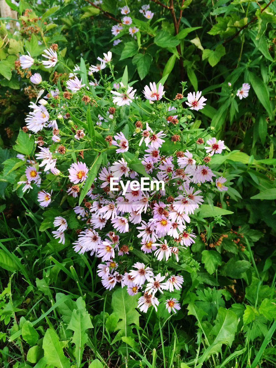 CLOSE-UP OF PINK FLOWERS IN GARDEN