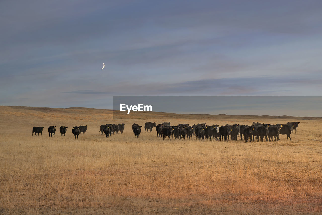 FLOCK OF SHEEP IN A FIELD