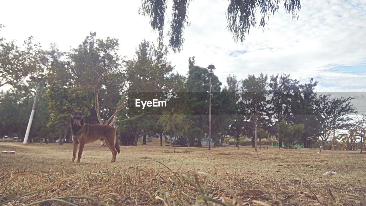 HORSE ON FIELD AGAINST SKY