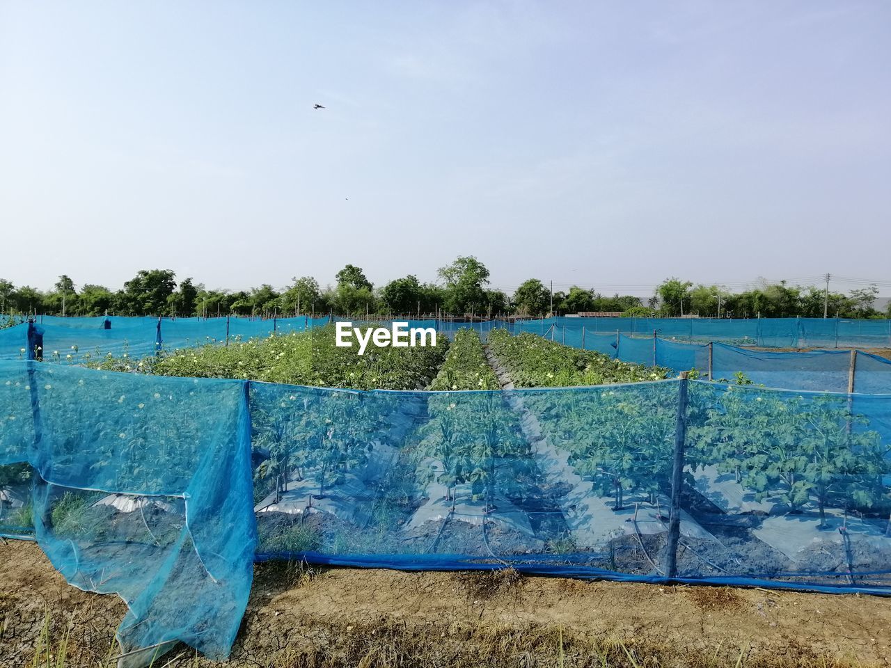 PLANTS GROWING ON FIELD AGAINST SKY