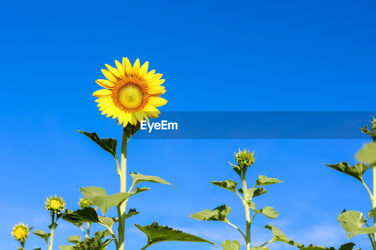 CLOSE-UP OF SUNFLOWER AGAINST CLEAR BLUE SKY
