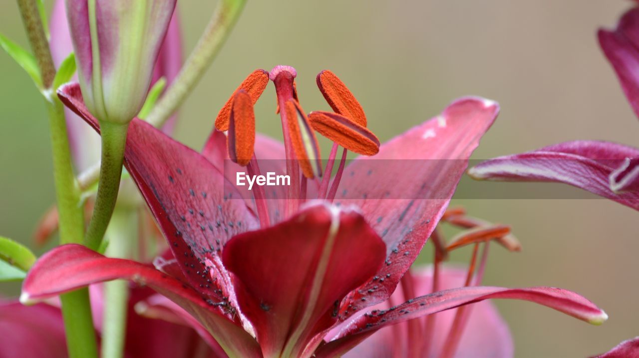 Close-up of pink flowering plant