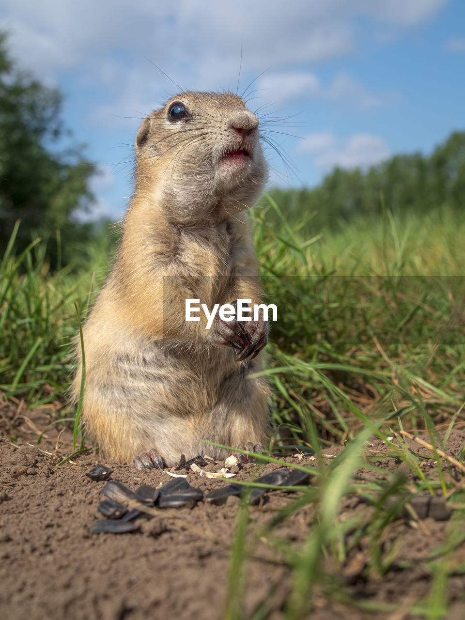 animal, animal themes, animal wildlife, mammal, one animal, wildlife, nature, prairie dog, no people, whiskers, squirrel, rodent, grass, sky, plant, outdoors, day, land, cloud, selective focus, portrait, eating