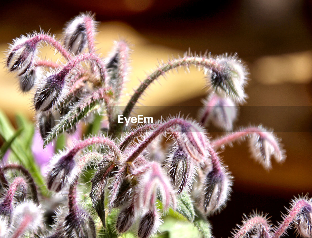 Close-up of thistle flowers