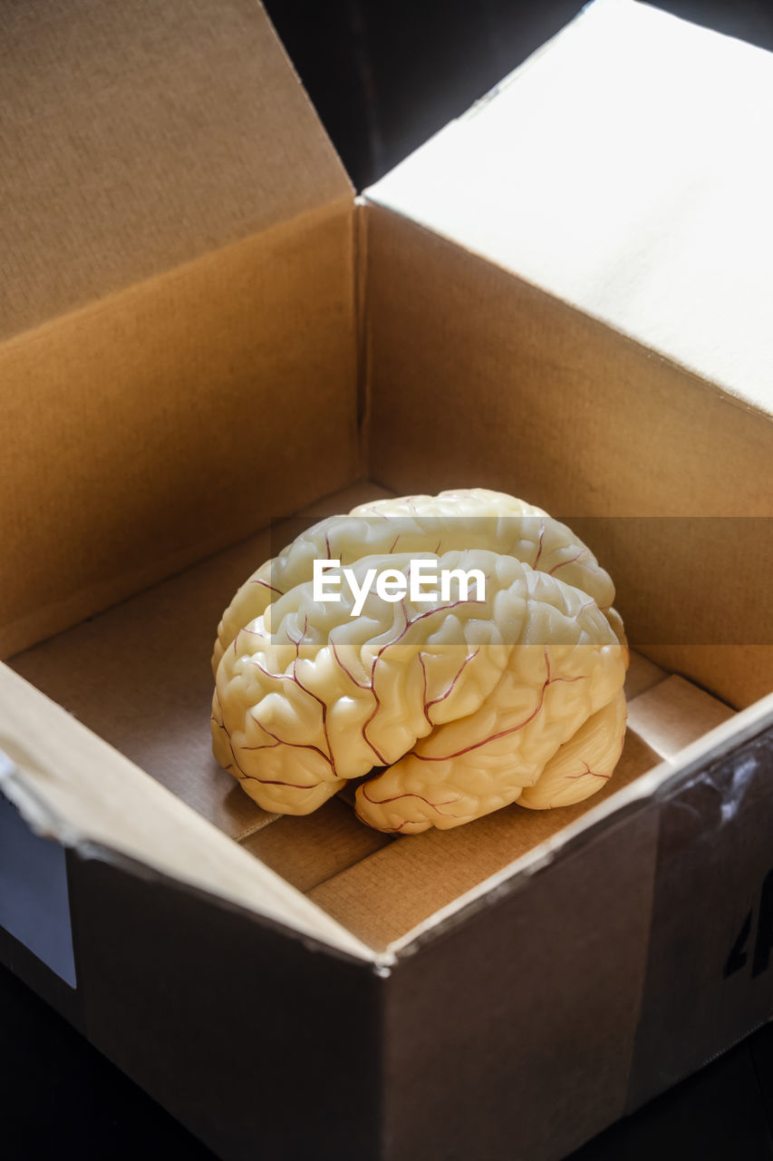 High angle view of brain in box