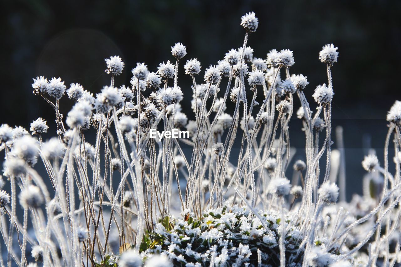 Close-up of frosted flowers on field