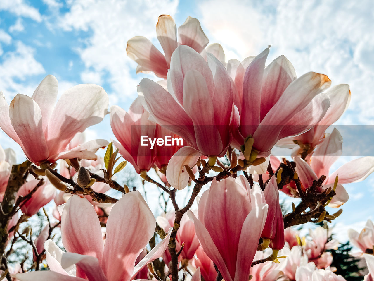 flower, plant, flowering plant, freshness, beauty in nature, blossom, fragility, pink, nature, petal, growth, cloud, sky, close-up, springtime, magnolia, flower head, spring, no people, inflorescence, outdoors, day, tree, botany, sunlight, focus on foreground