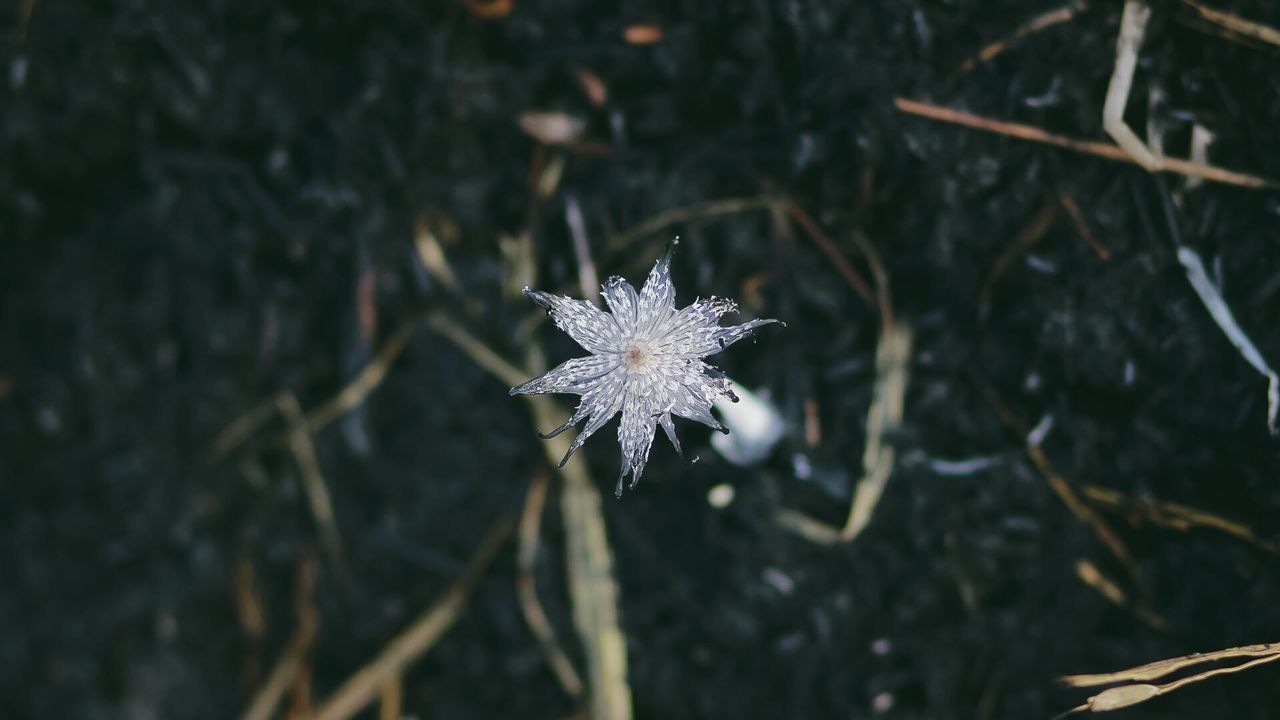 High angle view of flower on field