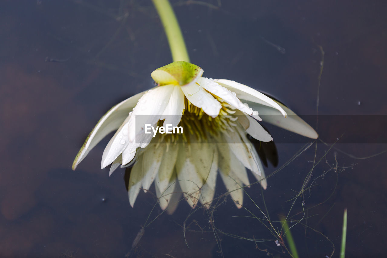 Close-up of white water lily floating on pond