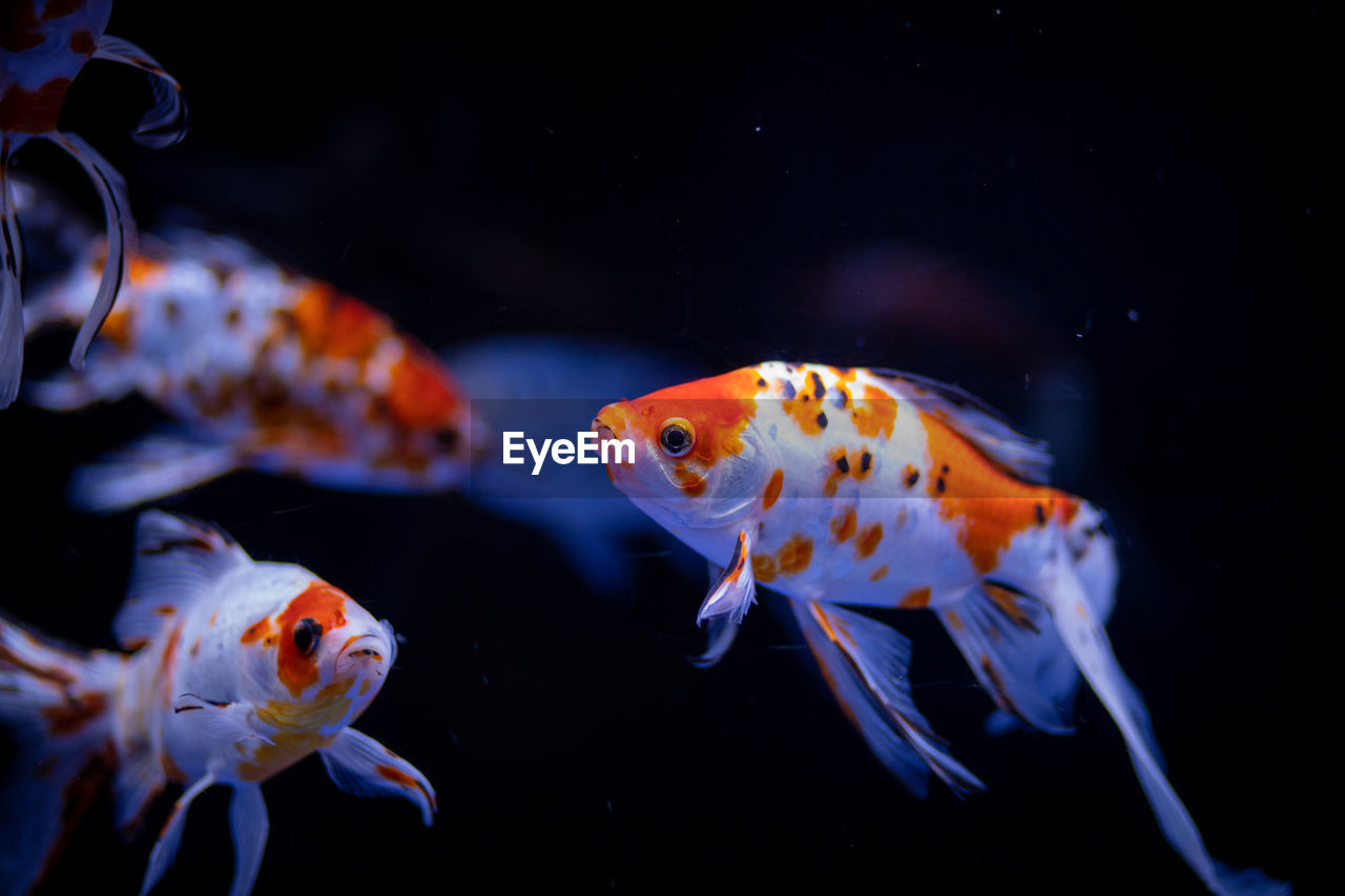 Close-up of goldfish swimming 