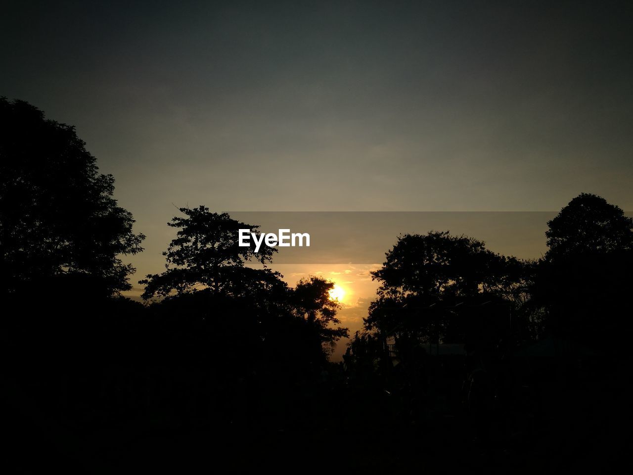 SILHOUETTE OF TREES AGAINST SKY