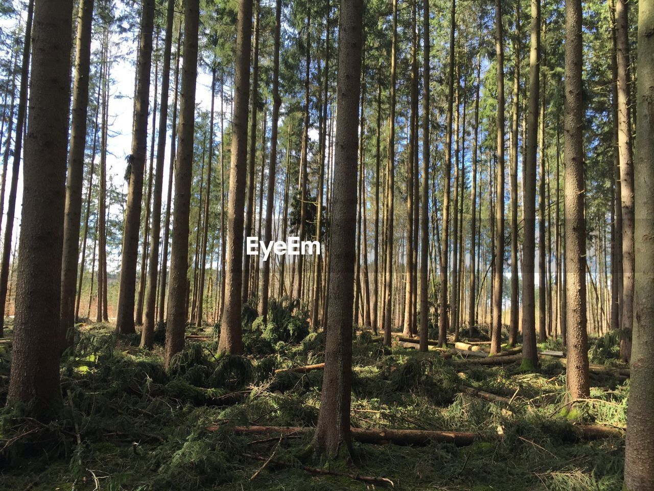 Trees growing on field in forest