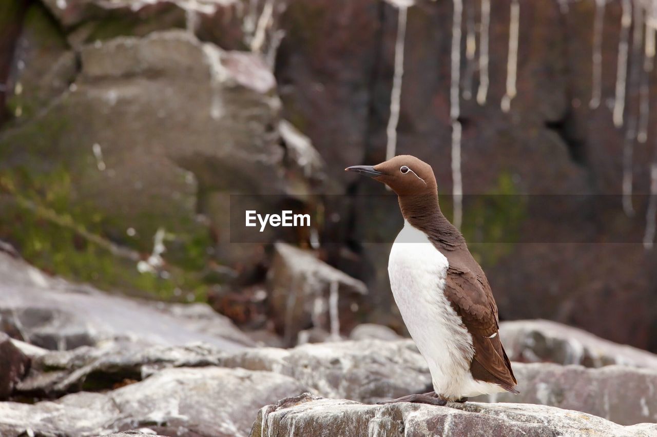 Close-up of bird perching on rock