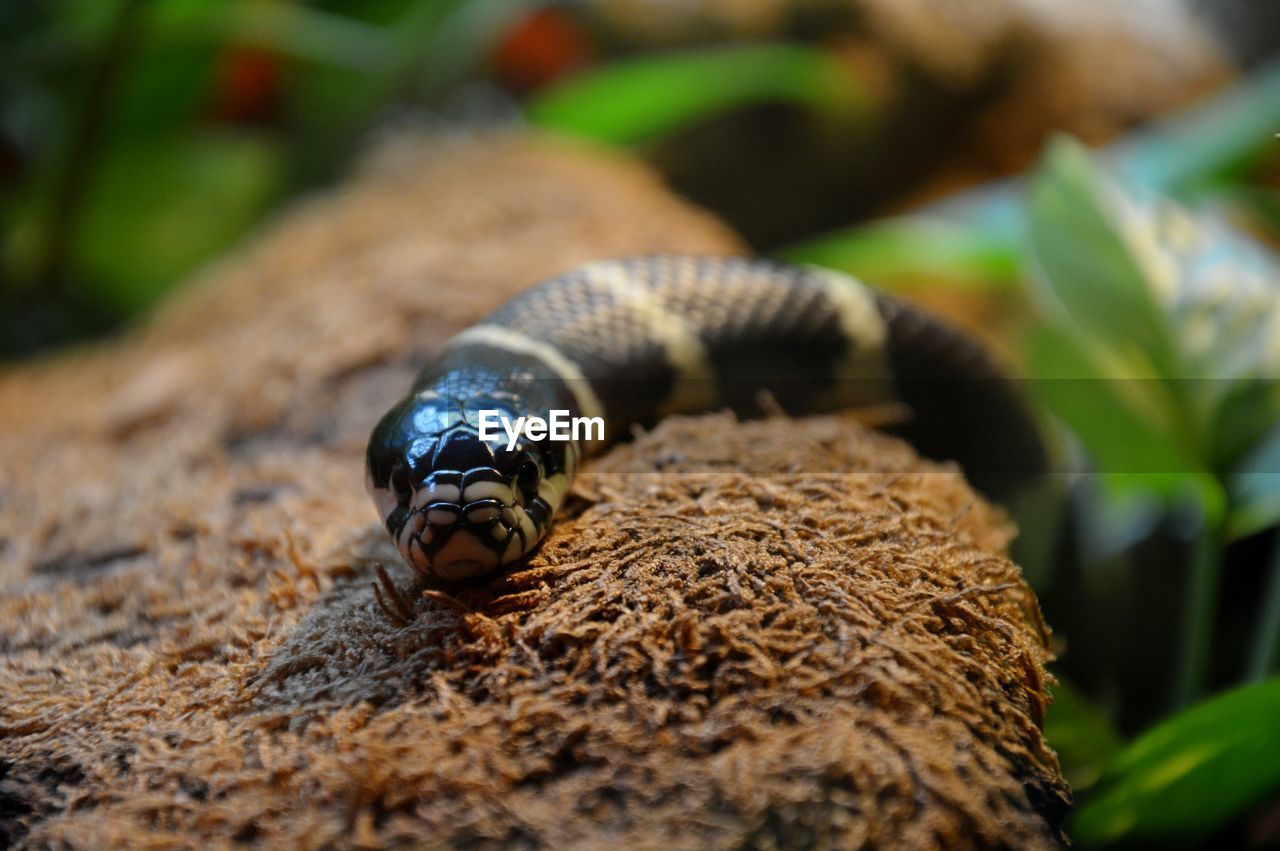 Close-up of snake