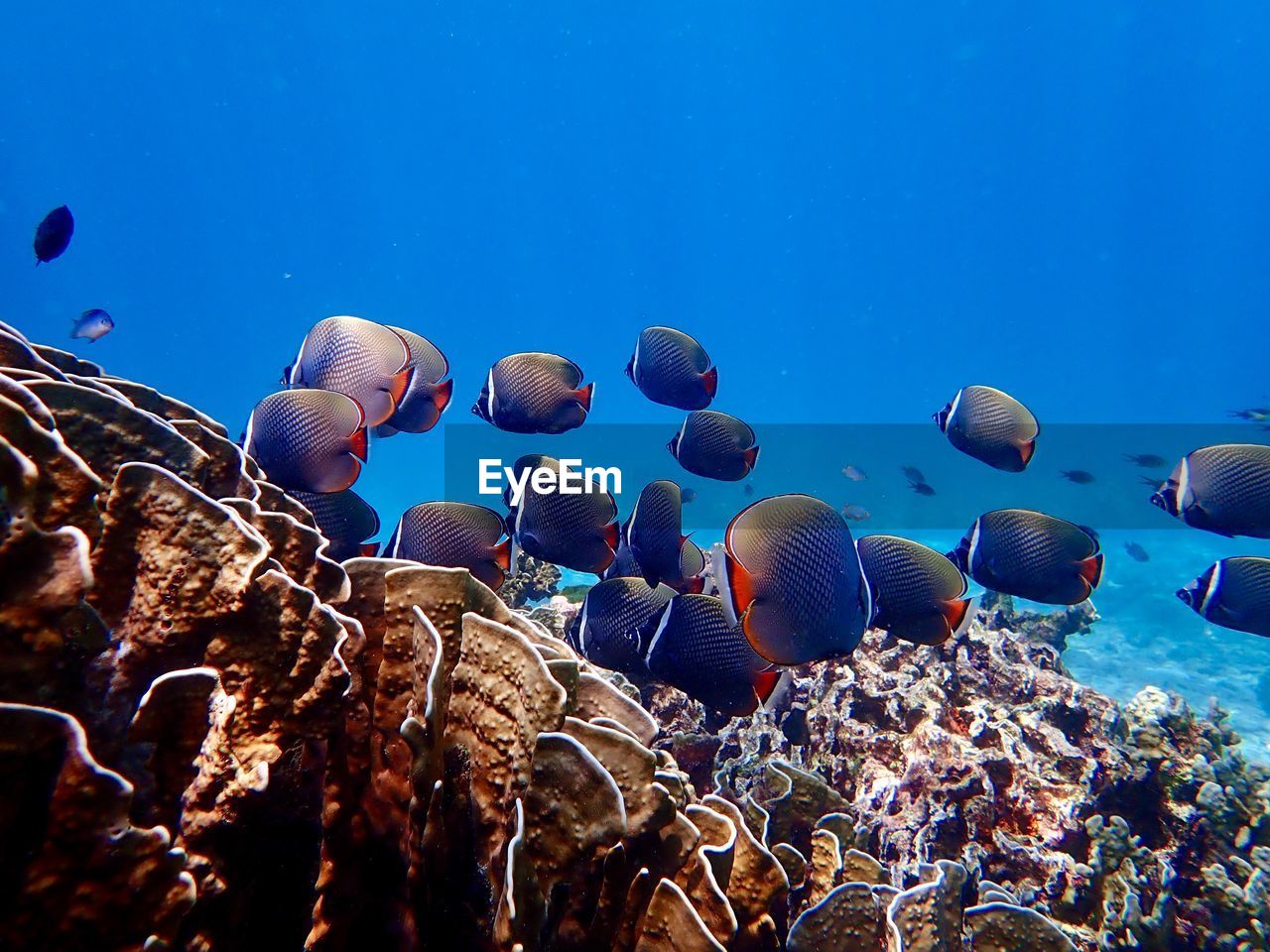 PANORAMIC VIEW OF CORAL UNDERWATER